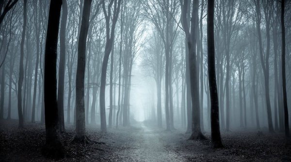 pkq_investinmist_forest